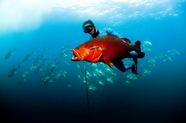 Cazando peces en el mar
